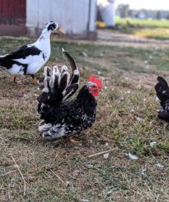 Mottled Japanese Bantam